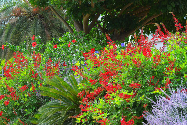 Giardino Is Prendas Sant'Efis Hotel piante mediterranee